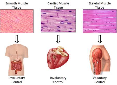 What are the different types of muscle tissue? Give examples ...