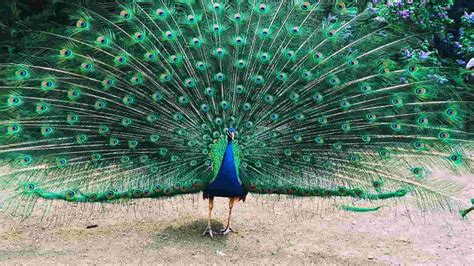 Essay on Peacock in English | 750+ Words Essay (Top 3)