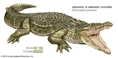 Characteristics, diet, and habitat of crocodiles | Britannica