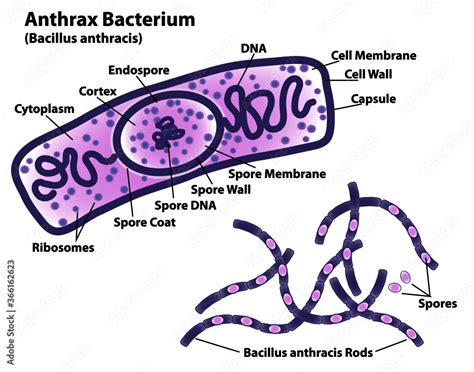 Anthrax bacteria (Bacillus anthracis) with endospore labeled, rods and ...