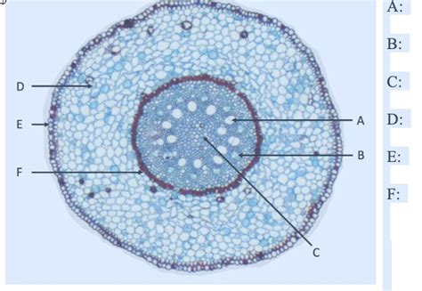 Root Diagram Monocot