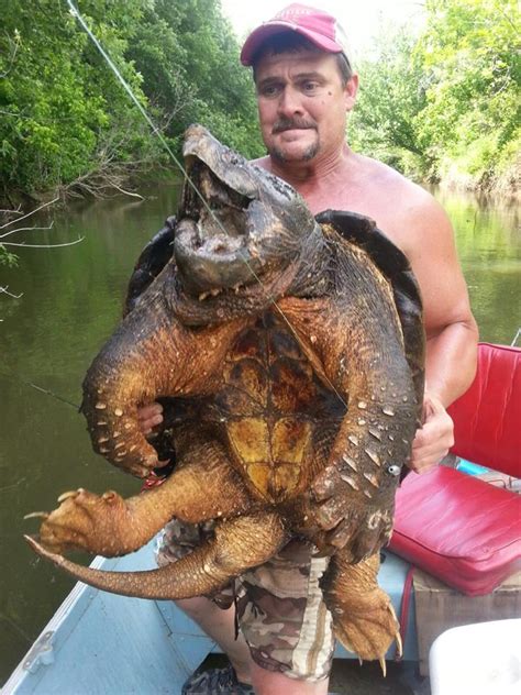 Louisiana Angler Catches Alligator Snapping Turtle on Rod and Reel ...