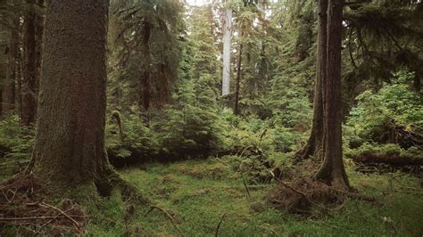 About Mother Trees in the Forest - The Mother Tree Project