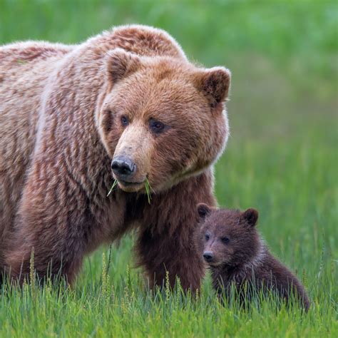 Grizzly Bear Cubs And Mother