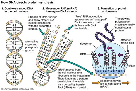 messenger RNA | Description & Function | Britannica