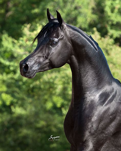 Bellagio | Black arabian horse, Beautiful arabian horses, Horses