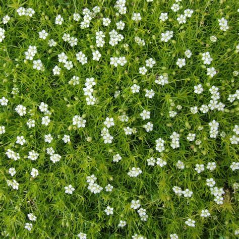 Sagina subulata - Sagine subulée | Ground cover, Irish moss, Perennials