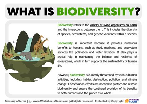 What is Biodiversity | Definition of Biodiversity