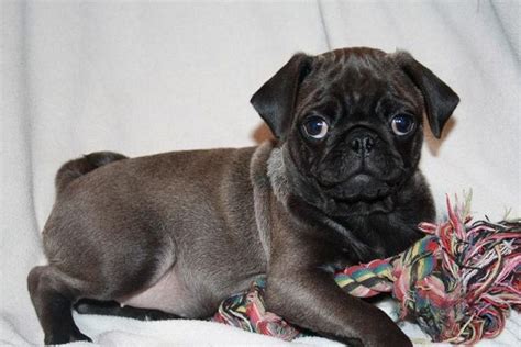 Cute Silver Pug Puppy