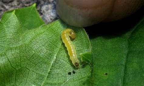 Leaf Rollers: Munching Caterpillar Menaces - Make House Cool