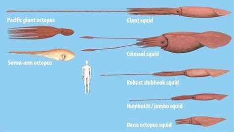 Colossal squid Size | Size comparison between the biggest octopuses and ...