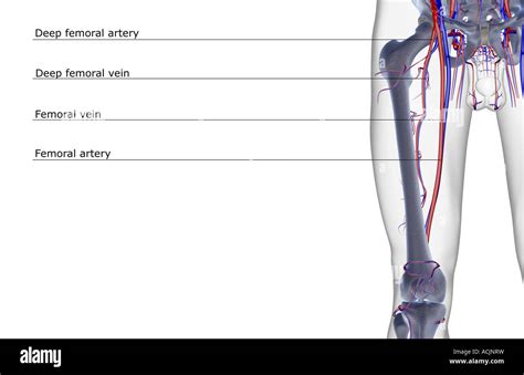 The blood supply of the thigh Stock Photo - Alamy