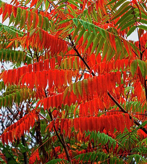 Fall Leaves - Sumac Photograph by Robert Ullmann - Pixels