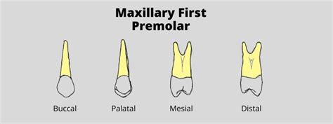 Maxillary First Premolar: Dental Morphology Made Easy | Dental ...