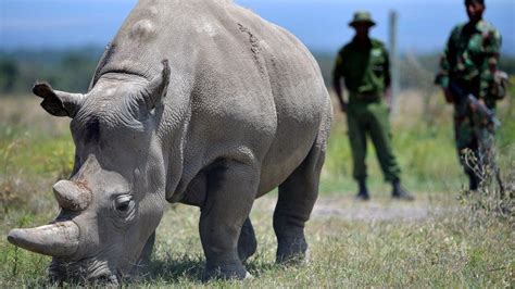 Northern white rhinos: The audacious plan that could save a species ...