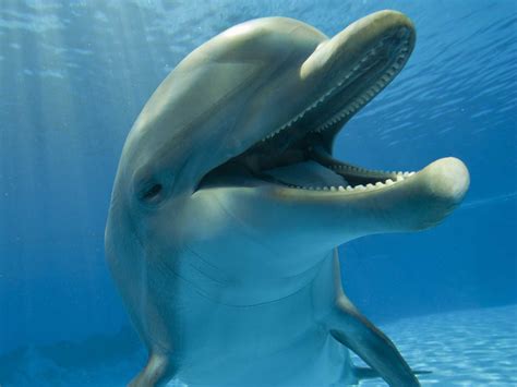 Do Dolphins Get High On Pufferfish - Business Insider