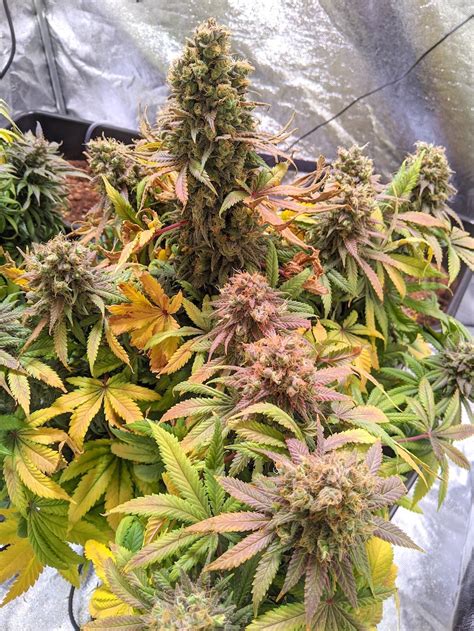 Passion Fruit Grow Review by Bob-Bud | Dutch Passion