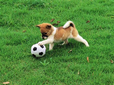 Cute puppy playing football-Lovely Puppies Preview | 10wallpaper.com