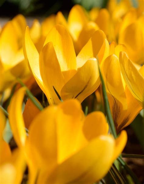 Buy Crocus flavus (Yellow crocus) - De Warande - Strongbulbs.com