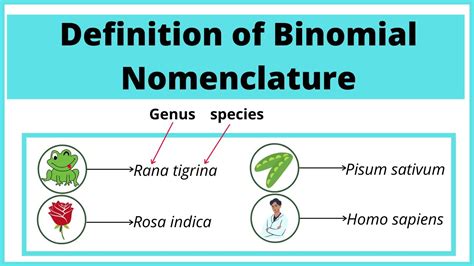 Binomial Nomenclature Examples Of Animals