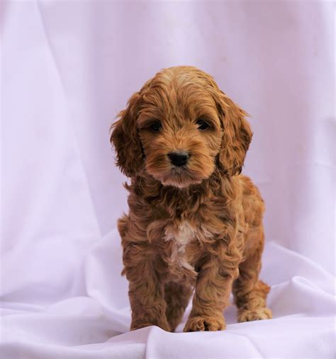 Cockapoo Puppy For Sale Millersburg, OH Male- Collin – AC Puppies LLC