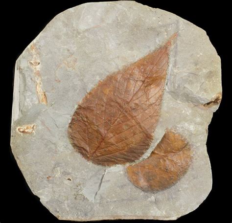 Two Paleocene Fossil Leaves (Celtis & Zizyphoides) - Montana (#71523 ...