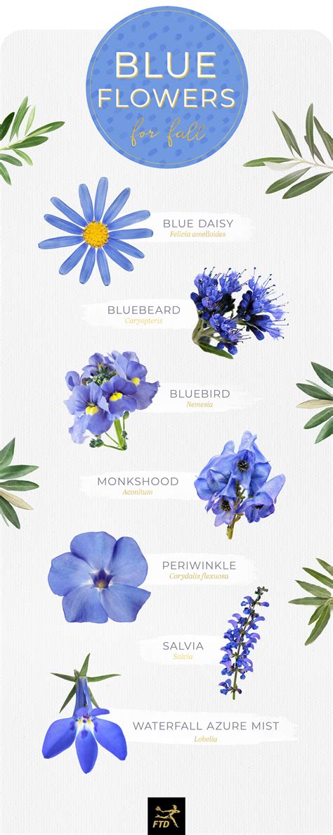 Bright Blue Flowers Names | Best Flower Site