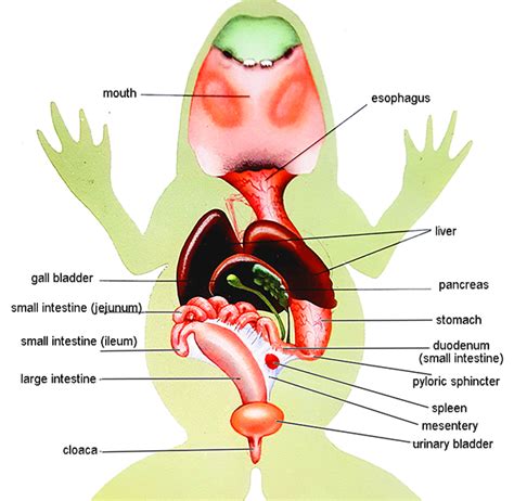 15+ Labeled Frog Dissection Diagram - TaylerKensley