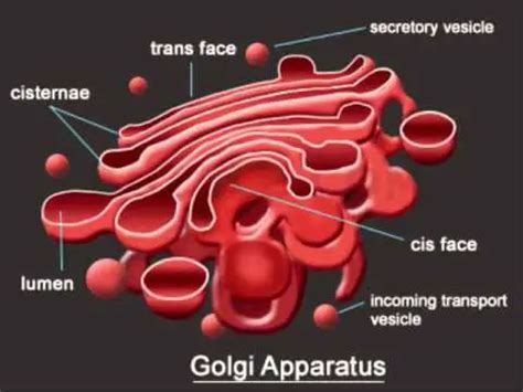 Golgi Apparatus Function | Definition | Structure | Analogy