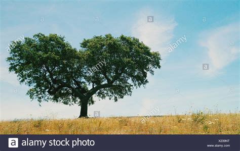 Heart Of Oak High Resolution Stock Photography and Images - Alamy