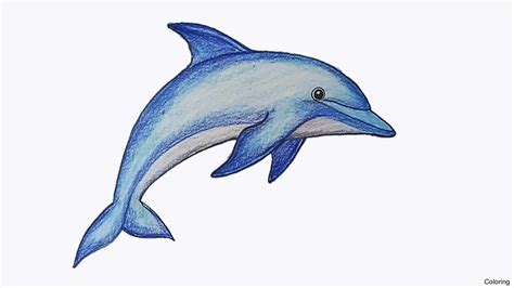 Easy Dolphin Drawing at GetDrawings | Free download