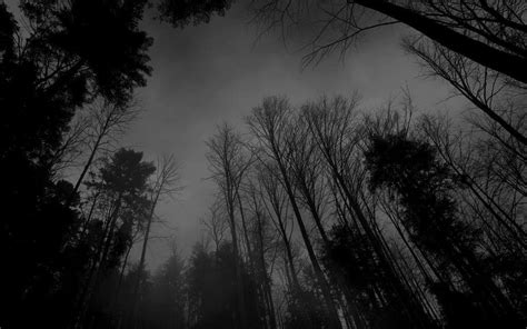 Dark Forest Aesthetic Wallpapers - Top Free Dark Forest Aesthetic ...