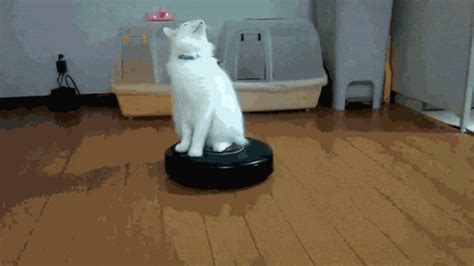 Cat Spinning GIF - Find & Share on GIPHY