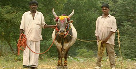 Holy Cow | Hinduism's Sacred Animal | Nature | PBS | Constant Reader