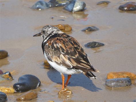 Turnstone Bird Animal - Free photo on Pixabay - Pixabay