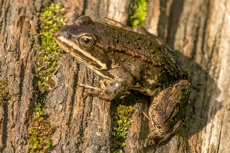 Columbia spotted frog | Exploring Kootenay Lake