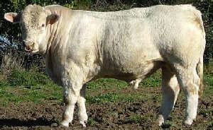 Charolais | The Cattle Site