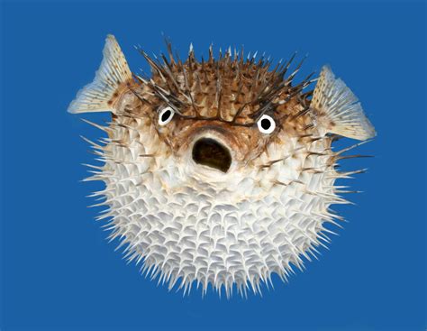 Spiky Puffer Fish