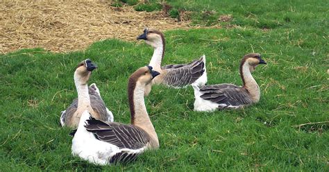 African Geese Breed & Care Guide - The Garden Magazine