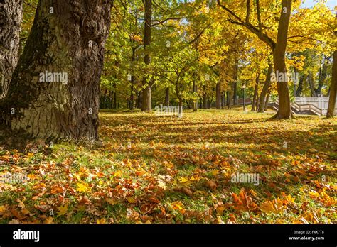 Autumn Tree In The Park Stock Photo - Alamy