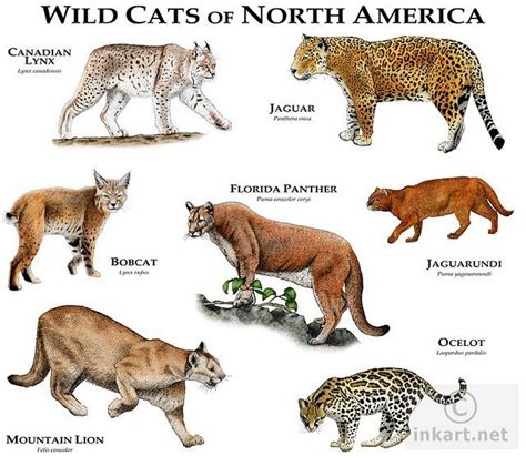 Wildcats of North America | Wild Cats of North America | Flickr - Photo ...