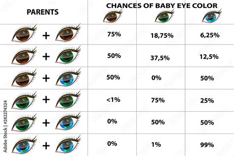 The genetics of eye color.Eye color chart paternity test Stock Vector ...