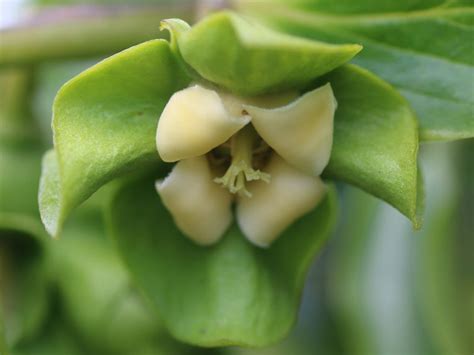 Persimmon tree | Diospyros kaki | Flower Database