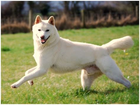 Korean Jindo - Facts, Pictures, Puppies, Personality, Price, Breeders ...