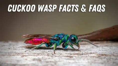 Cuckoo Wasp Identification, Facts, & FAQs (The Parasite Wasp!)