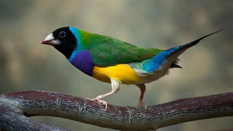 Download Animal Gouldian Finch HD Wallpaper