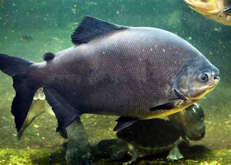 Testicle-eating Pacu fish found lurking in waters off coast of Sweden ...