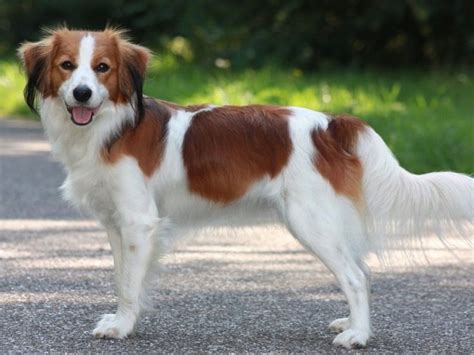 Nederlandse Kooikerhondje Dog Breed Information - American Kennel Club ...