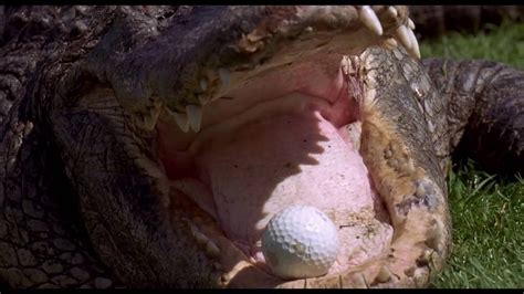 Happy Gilmore Alligator Chubbs