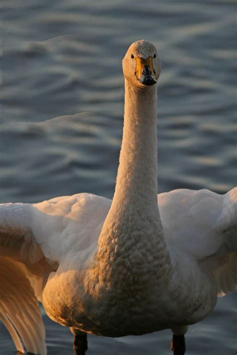 Whooper swan | BirdForum